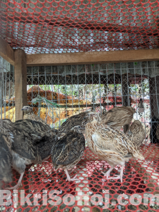 কোয়েল পুরুষ রানিং পাখি মাংসের জন্য